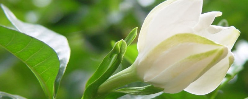 栀子花用什么土最好 栀子花用什么土最好