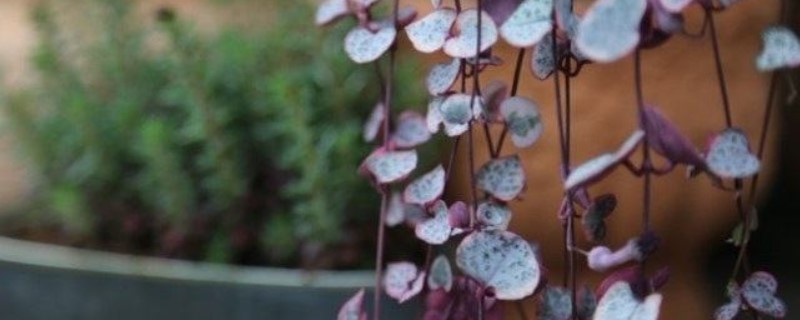 爱之蔓如何度夏 爱之蔓如何度夏