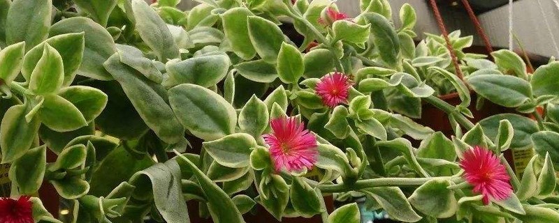 牡丹吊兰多长时间开一次花 牡丹吊兰多长时间开一次花