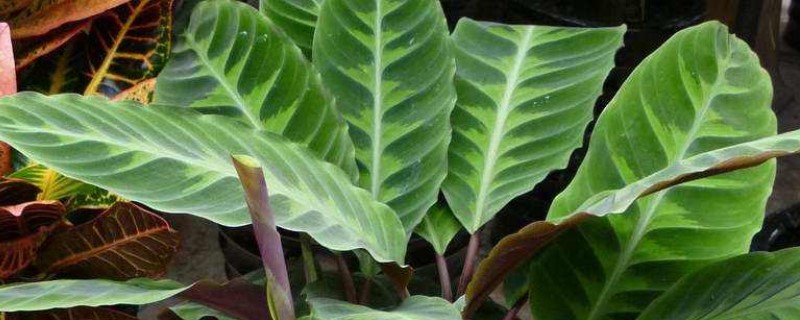肖竹芋的养殖方法及注意事项 肖竹芋的养殖方法及注意事项