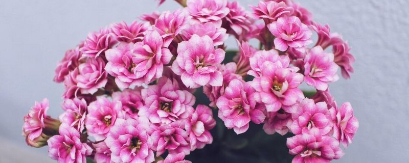长寿花有多少品种 长寿花有多少品种