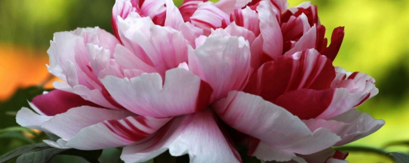 牡丹花怎么养护 牡丹花怎么养护