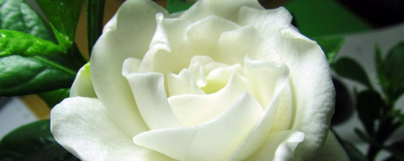 栀子花蔫了还能活吗 栀子花蔫了还能活吗