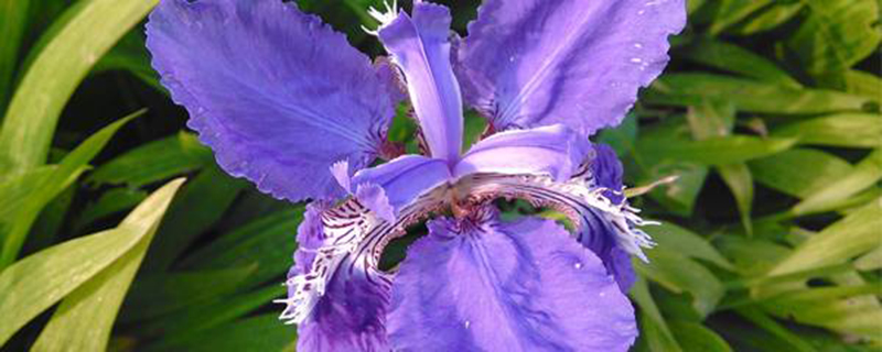 花菖蒲怎么繁殖 花菖蒲怎么繁殖