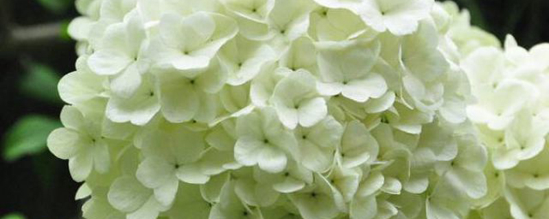 八仙花怎么不开花 八仙花怎么不开花
