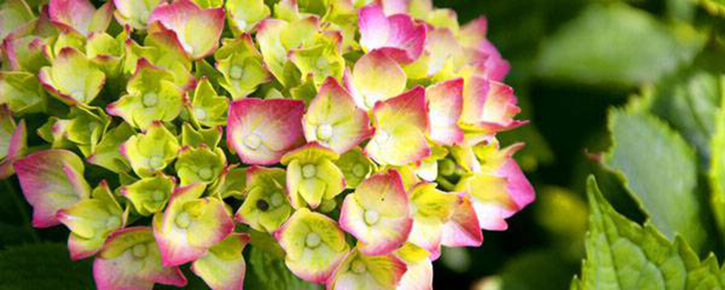 八仙花有毒吗 八仙花有毒吗