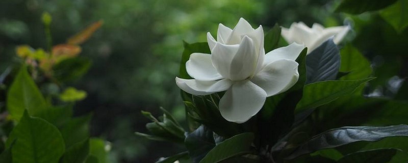 栀子花适合在家里养吗 栀子花适合在家里养吗