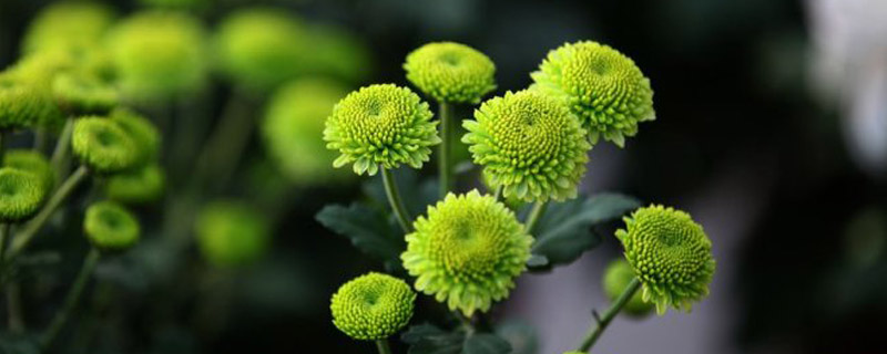 绿色菊花有哪些品种 绿色菊花有哪些品种