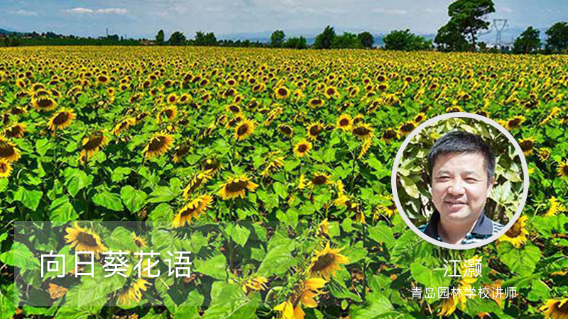 向日葵花语 向日葵花语