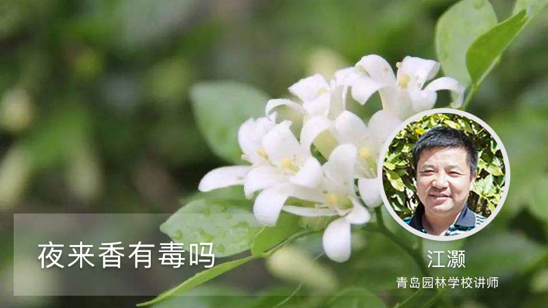 夜来香有毒吗 夜来香有毒吗