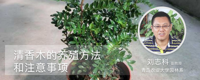 清香木的养殖方法和注意事项 清香木的养殖方法和注意事项