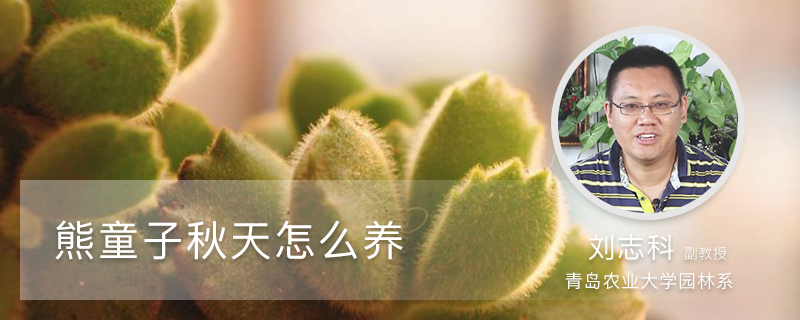 熊童子秋天怎么养 熊童子秋天怎么养