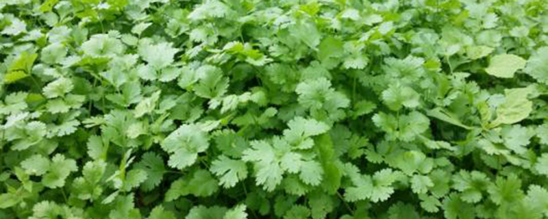 阳台香菜的种植方法 阳台香菜的种植方法