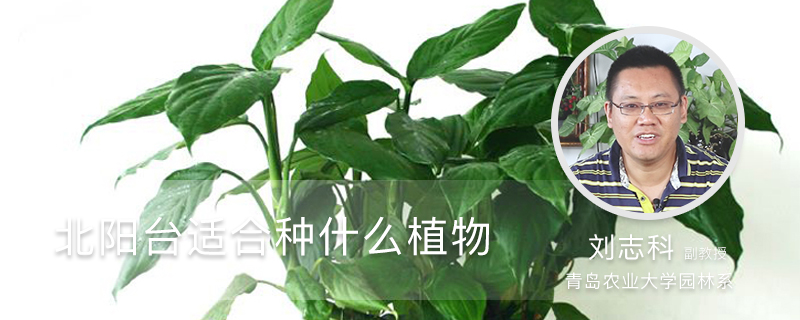 北阳台适合种什么植物 北阳台适合种什么植物