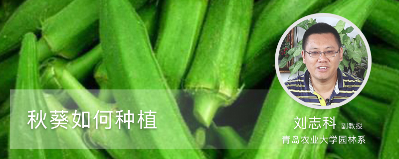 秋葵如何种植 秋葵如何种植