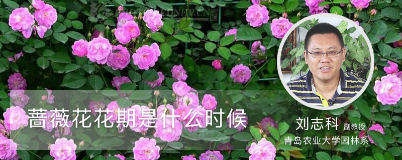 蔷薇花花期是什么时候 蔷薇花花期是什么时候