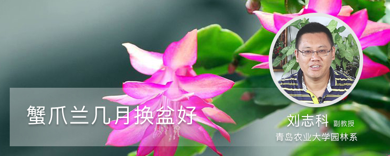 蟹爪兰几月换盆好 蟹爪兰几月换盆好