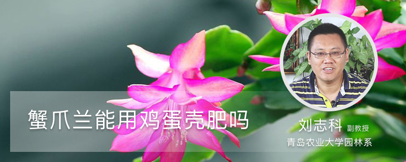 蟹爪兰能用鸡蛋壳肥吗 蟹爪兰能用鸡蛋壳肥吗