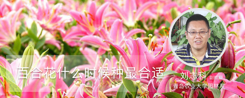 百合花什么时候种最合适 百合花什么时候种最合适