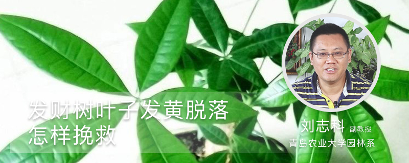 发财树叶子发黄脱落怎样挽救 发财树叶子发黄脱落怎样挽救