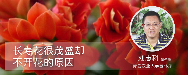 长寿花很茂盛却不开花的原因 长寿花很茂盛却不开花的原因