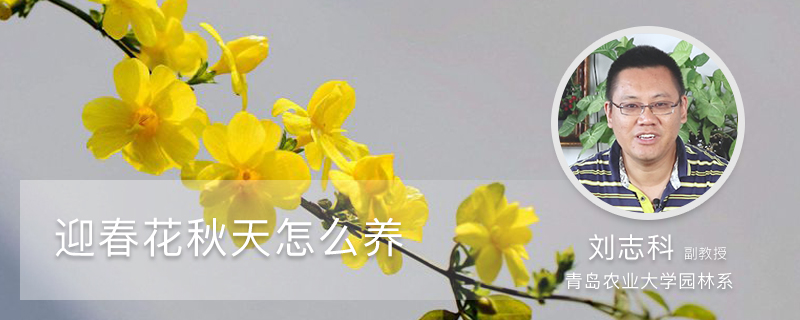 迎春花秋天怎么养 迎春花秋天怎么养
