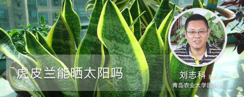虎皮兰能晒太阳吗 虎皮兰能晒太阳吗