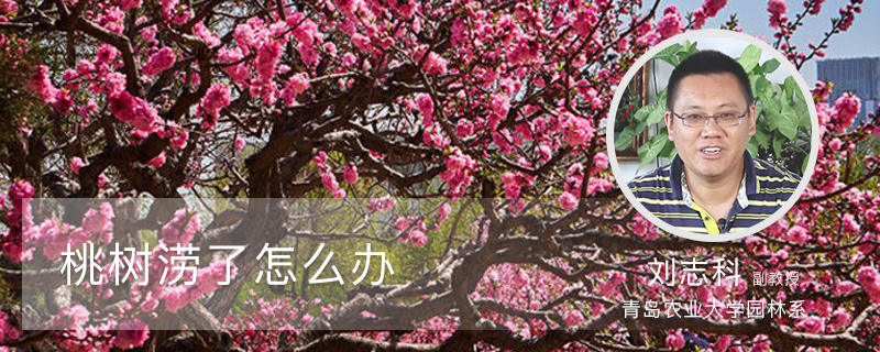 桃树涝了怎么办 桃树涝了怎么办