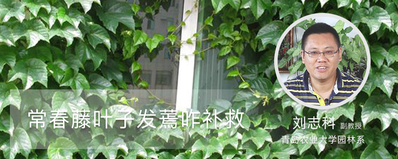 常春藤叶子发蔫咋补救 常春藤叶子发蔫咋补救
