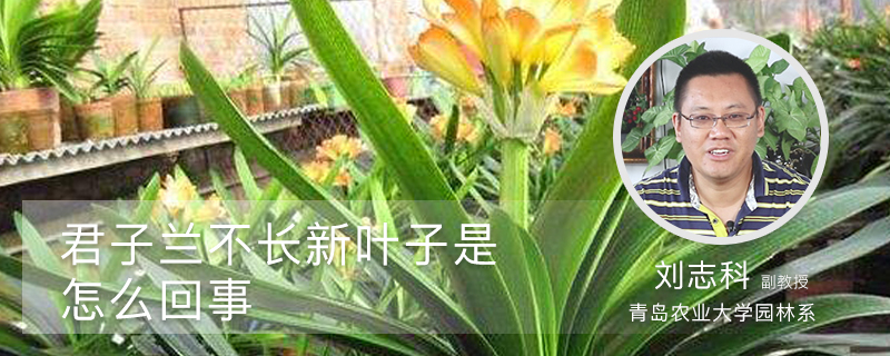 君子兰不长新叶子是怎么回事 君子兰不长新叶子是怎么回事