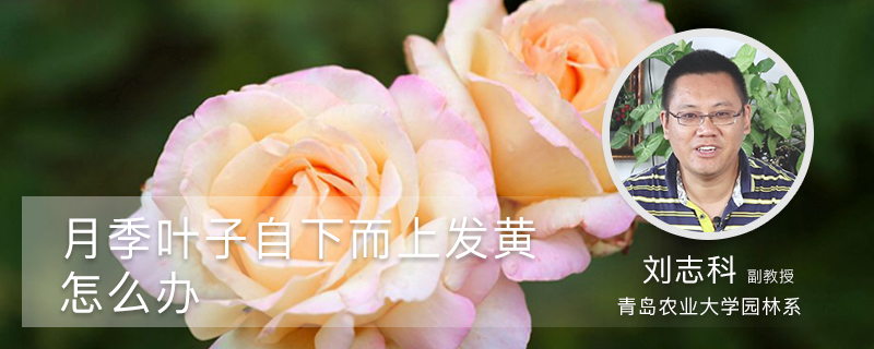 月季叶子自下而上发黄怎么办 月季叶子自下而上发黄怎么办