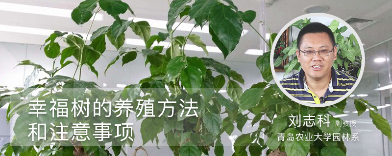 幸福树的养殖方法和注意事项 幸福树的养殖方法和注意事项