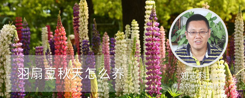 羽扇豆秋天怎么养 羽扇豆秋天怎么养