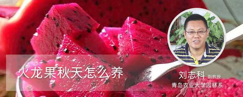 火龙果秋天怎么养 火龙果秋天怎么养