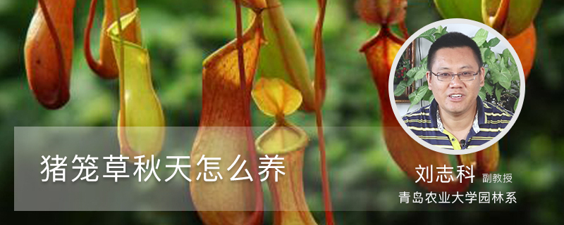 猪笼草秋天怎么养 猪笼草秋天怎么养