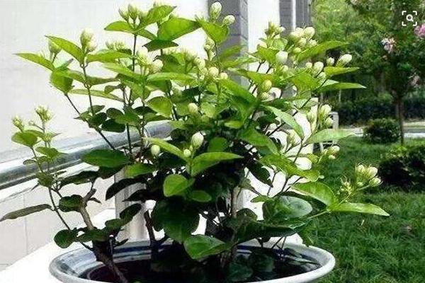 “茉莉”秋冬这么养,过完年绿芽发不断,开花满园香! “茉莉”秋冬这么养,过完年绿芽发不断,开花满园香!
