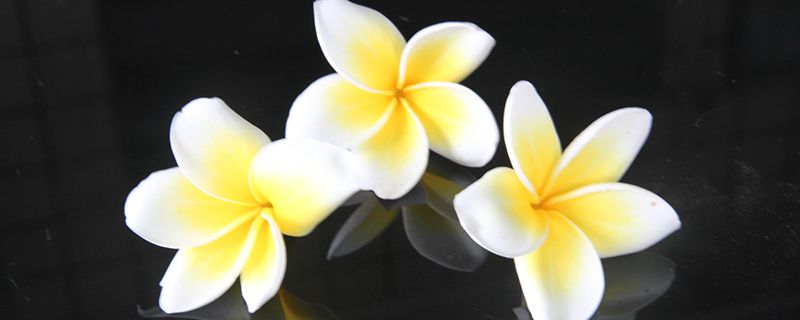 红鸡蛋花的养殖方法及注意事项 红鸡蛋花的养殖方法及注意事项