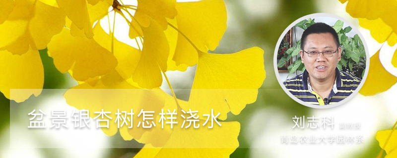 盆景银杏树怎样浇水 盆景银杏树怎样浇水