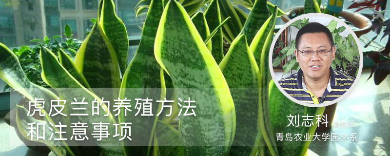 虎皮兰的养殖方法和注意事项 虎皮兰的养殖方法和注意事项