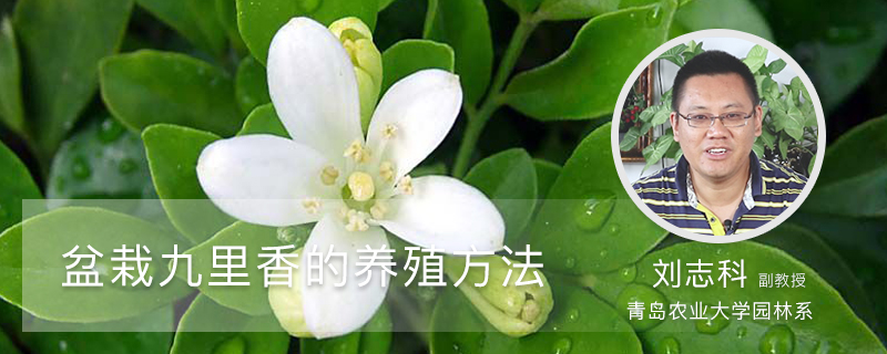 盆栽九里香的养殖方法 盆栽九里香的养殖方法
