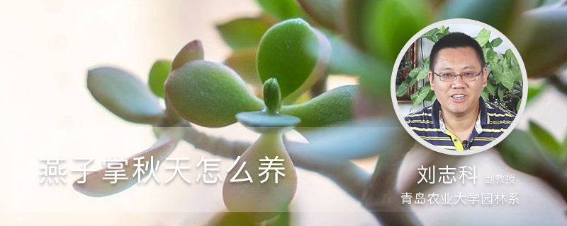 燕子掌秋天怎么养 燕子掌秋天怎么养