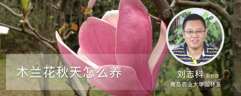 木兰花秋天怎么养 木兰花秋天怎么养