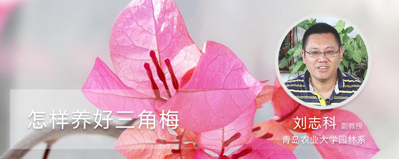 怎样养好三角梅 怎样养好三角梅