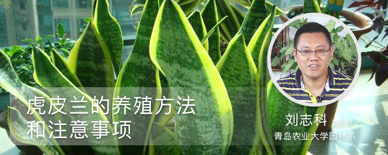 虎皮兰的养殖方法和注意事项 虎皮兰的养殖方法和注意事项