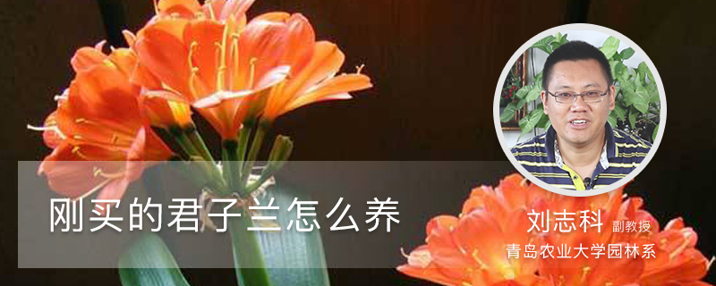 刚买的君子兰怎么养 刚买的君子兰怎么养