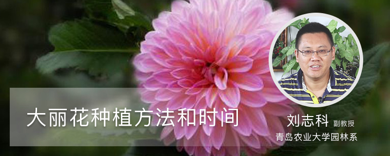 大丽花种植方法和时间 大丽花种植方法和时间