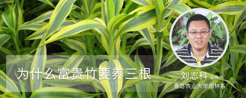 为什么富贵竹要养三根 为什么富贵竹要养三根