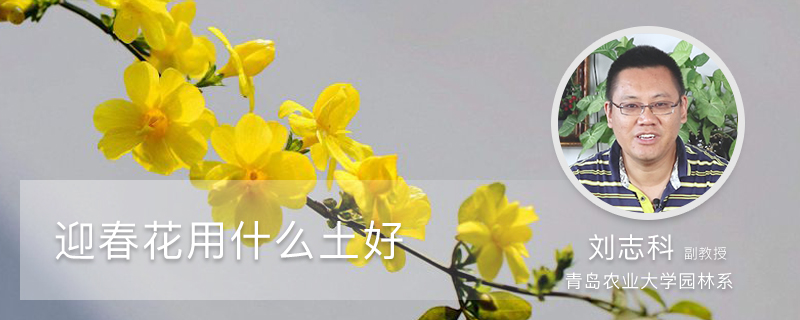 迎春花用什么土好 迎春花用什么土好