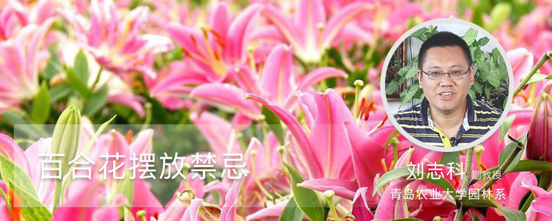 百合花摆放禁忌 百合花摆放禁忌