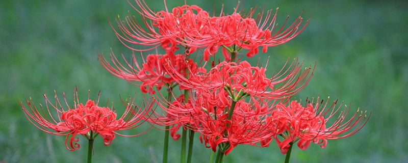 石蒜(彼岸花)怎么浇水? 石蒜(彼岸花)怎么浇水?
